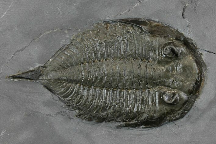 Dalmanites Trilobite Fossil - New York #147262